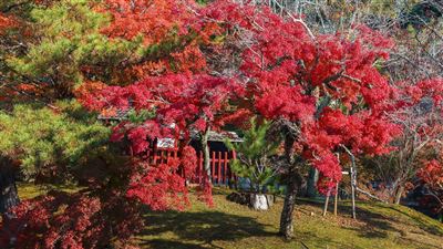 Todaiji Tempel mit Garten